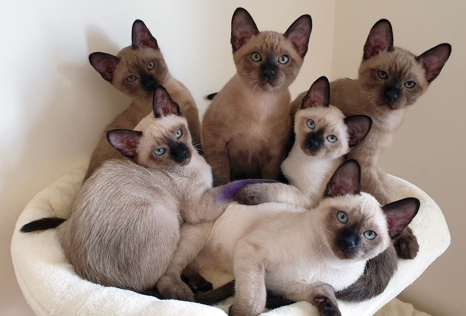 Siemese Katzen