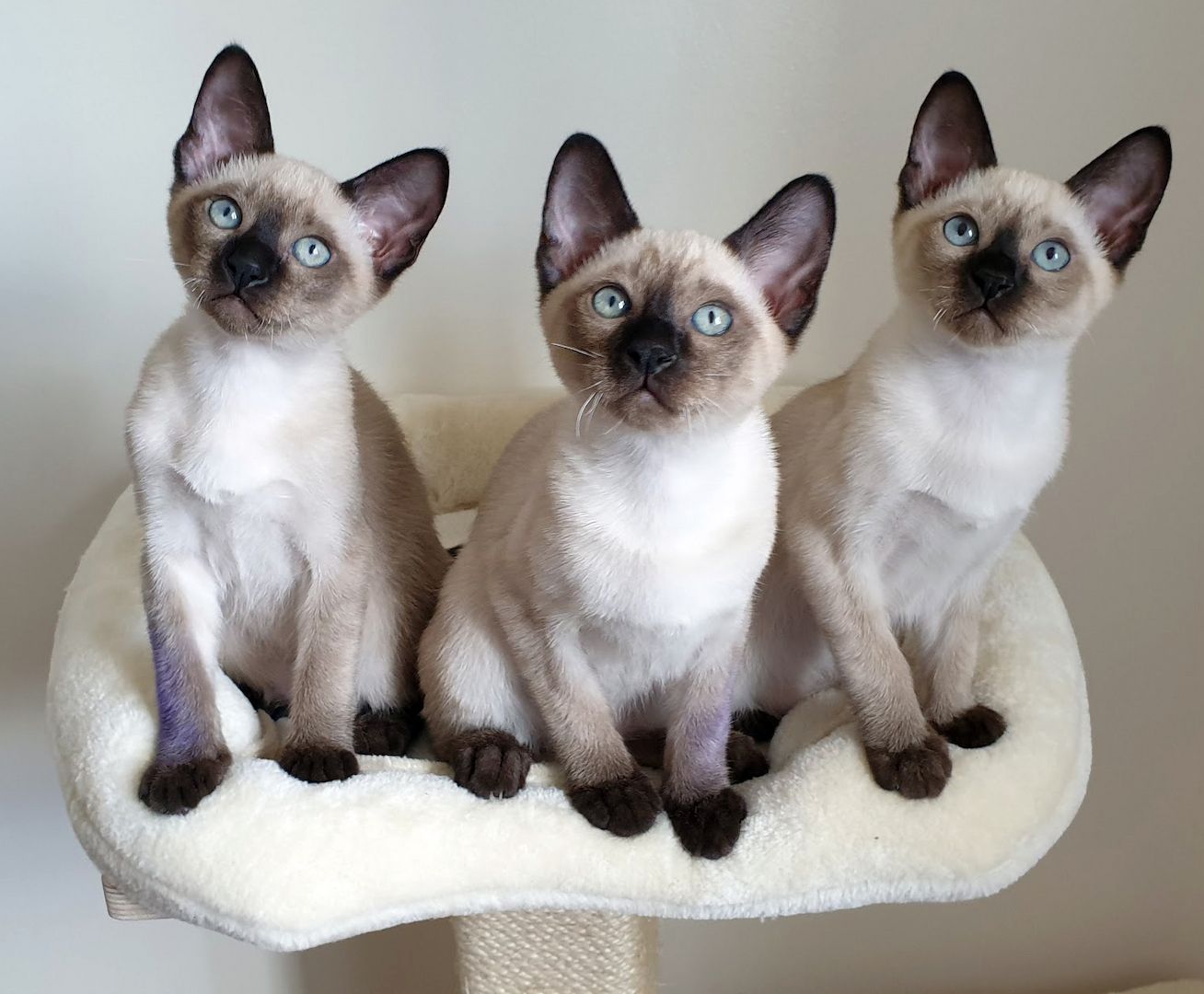 Siemese Katzen