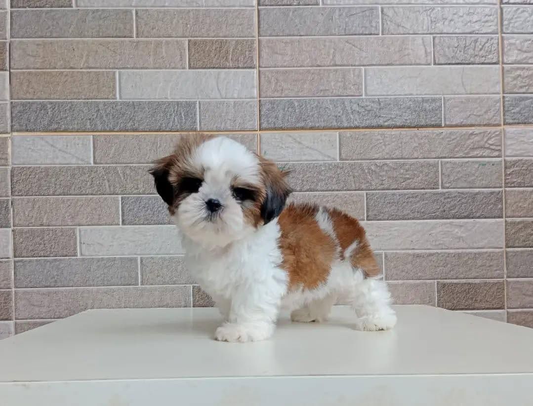 Wunderschöne Shih-Tzu-Welpen suchen ein liebevolles neues Zuhause