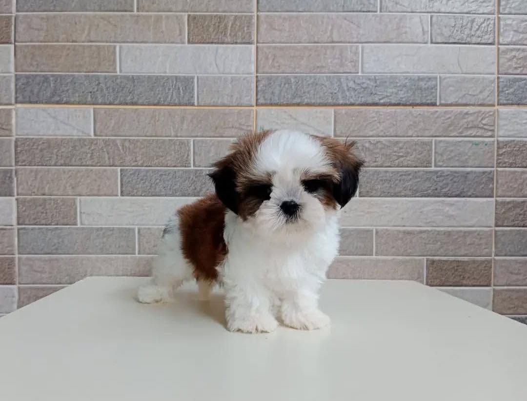 Wunderschöne Shih-Tzu-Welpen suchen ein liebevolles neues Zuhause
