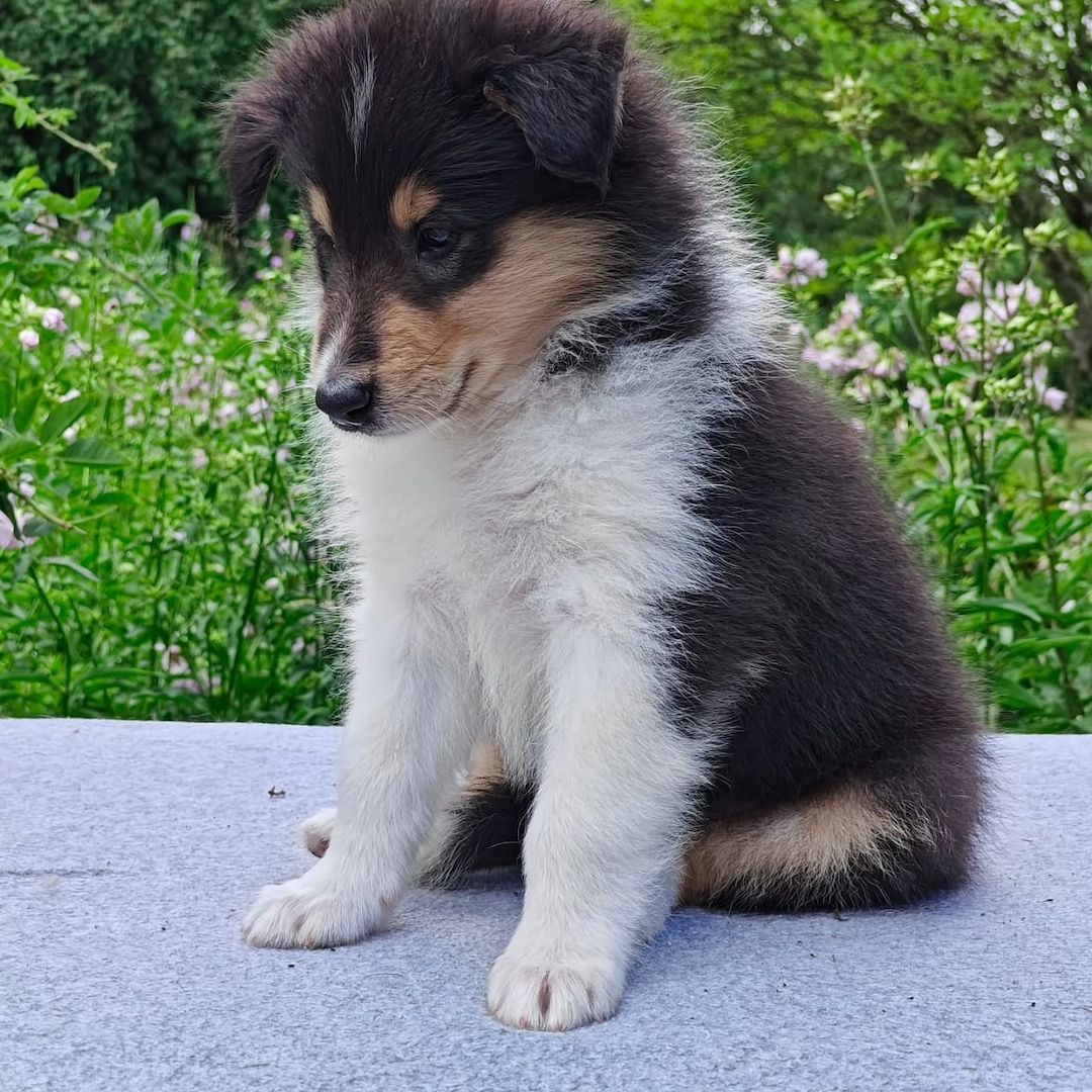 Wunderschöne Collie-Welpen suchen ein liebevolles neues Zuhause