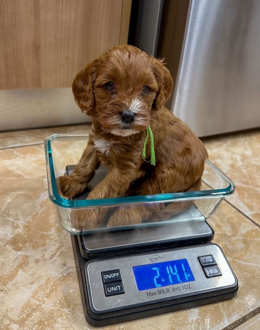 Wunderschöne Cavapoo-Welpen suchen ein liebevolles neues Zuhause