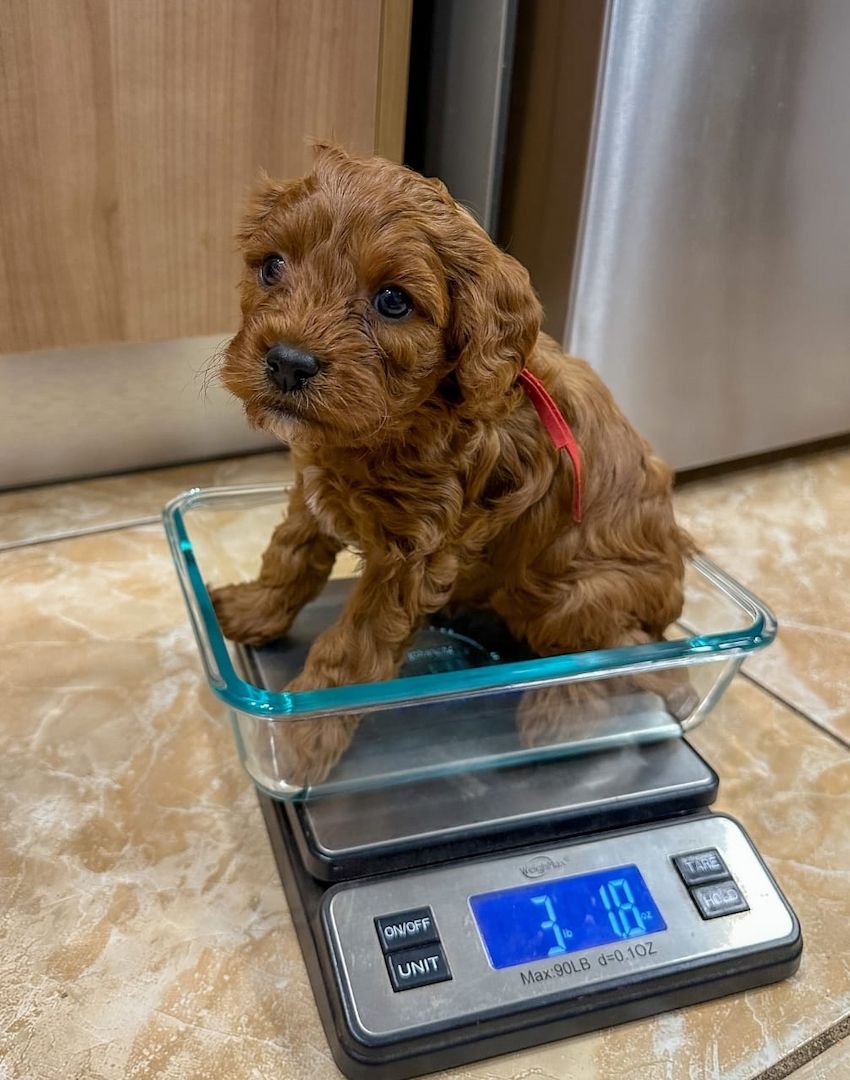 Wunderschöne Cavapoo-Welpen suchen ein liebevolles neues Zuhause
