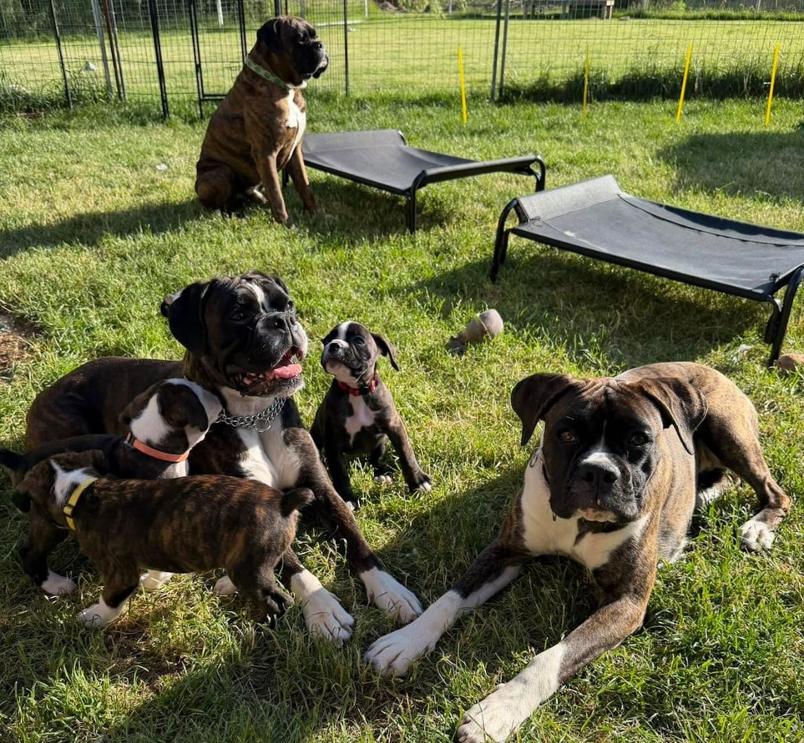 Wunderschöne Boxer-Welpen suchen ein liebevolles neues Zuhause