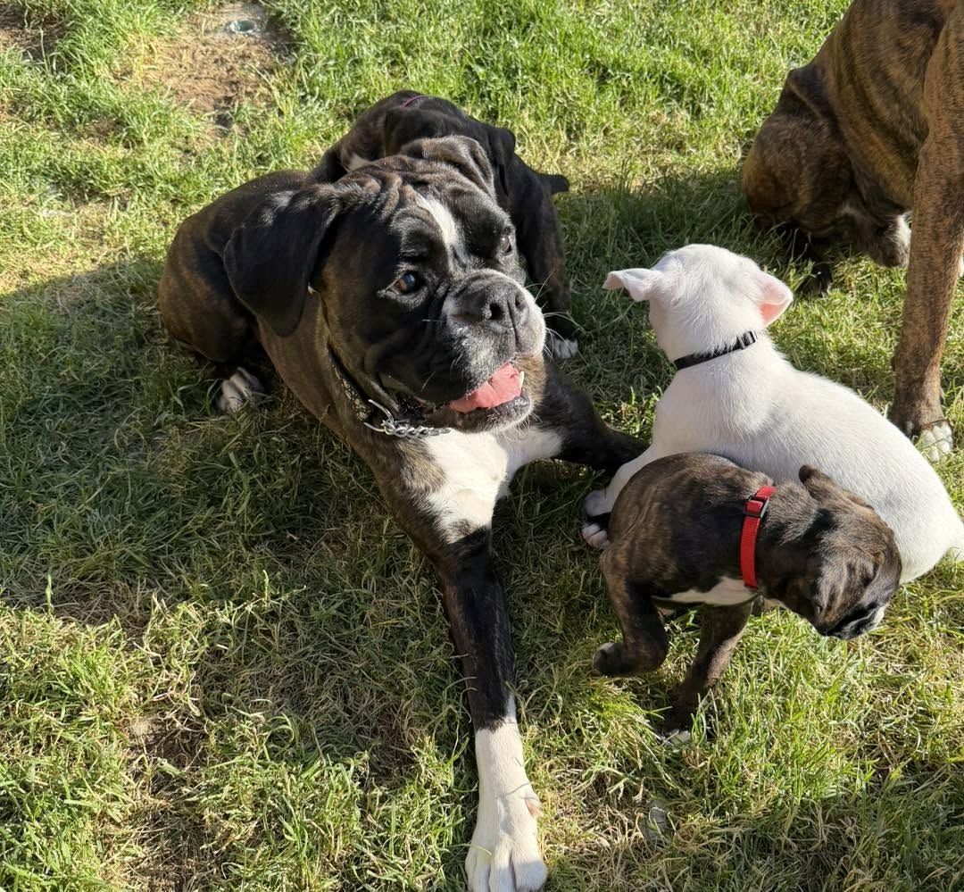 Wunderschöne Boxer-Welpen suchen ein liebevolles neues Zuhause