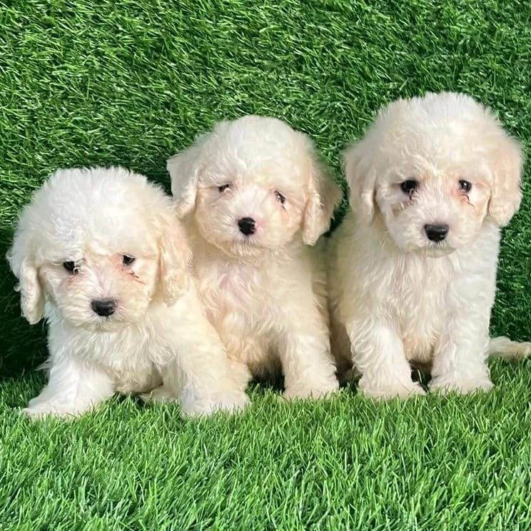 Wunderschöne Bichon-Frisé-Welpen suchen ein liebevolles neues Zuhause
