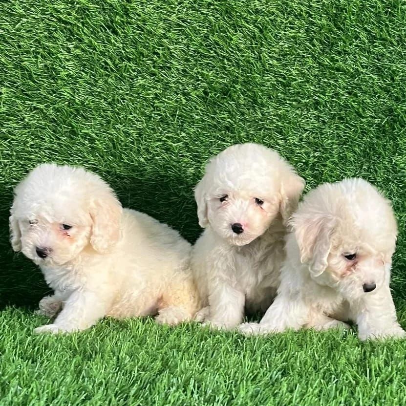 Wunderschöne Bichon-Frisé-Welpen suchen ein liebevolles neues Zuhause