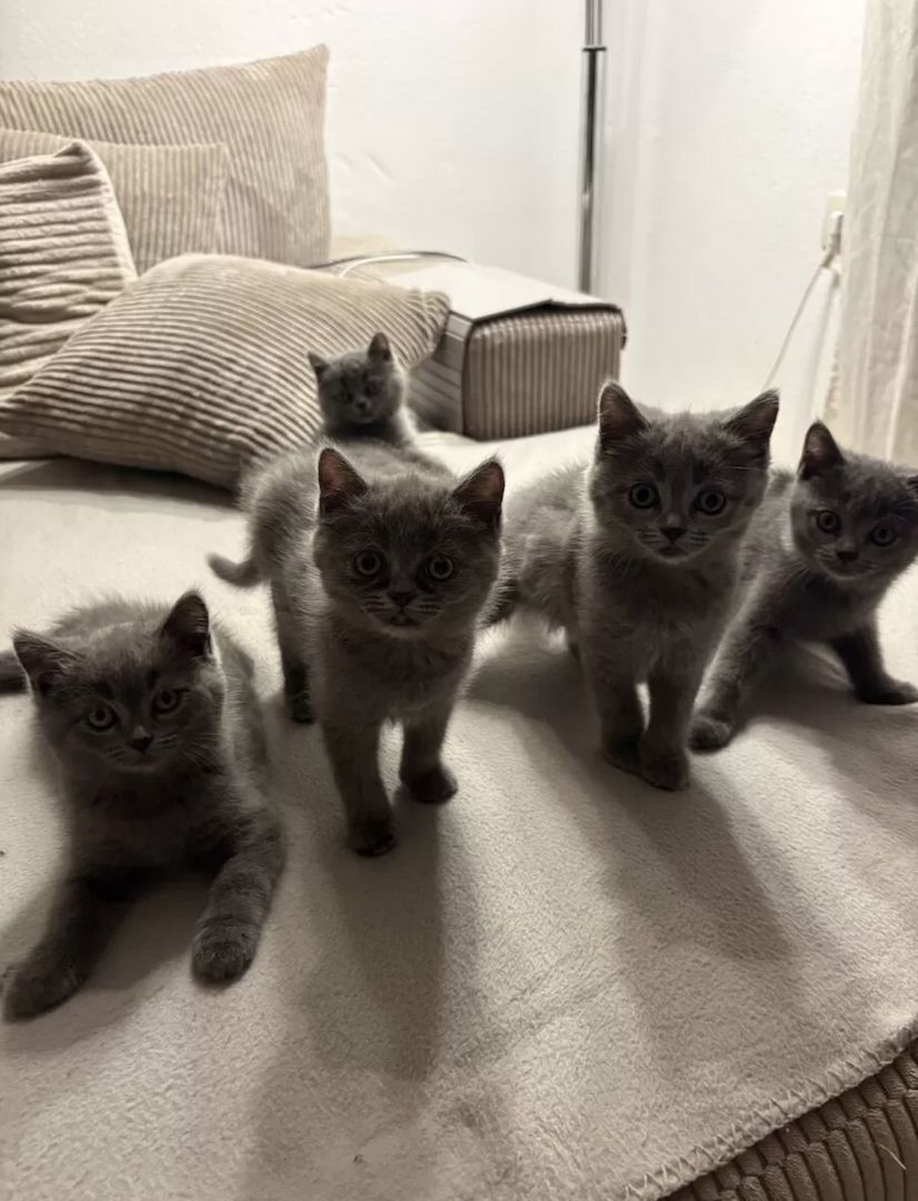 4 BKH Kitten (Weibchen)