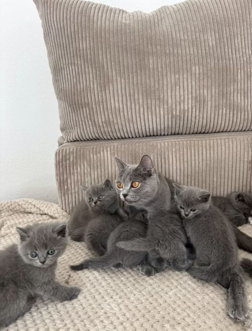 4 BKH Kitten (Weibchen)