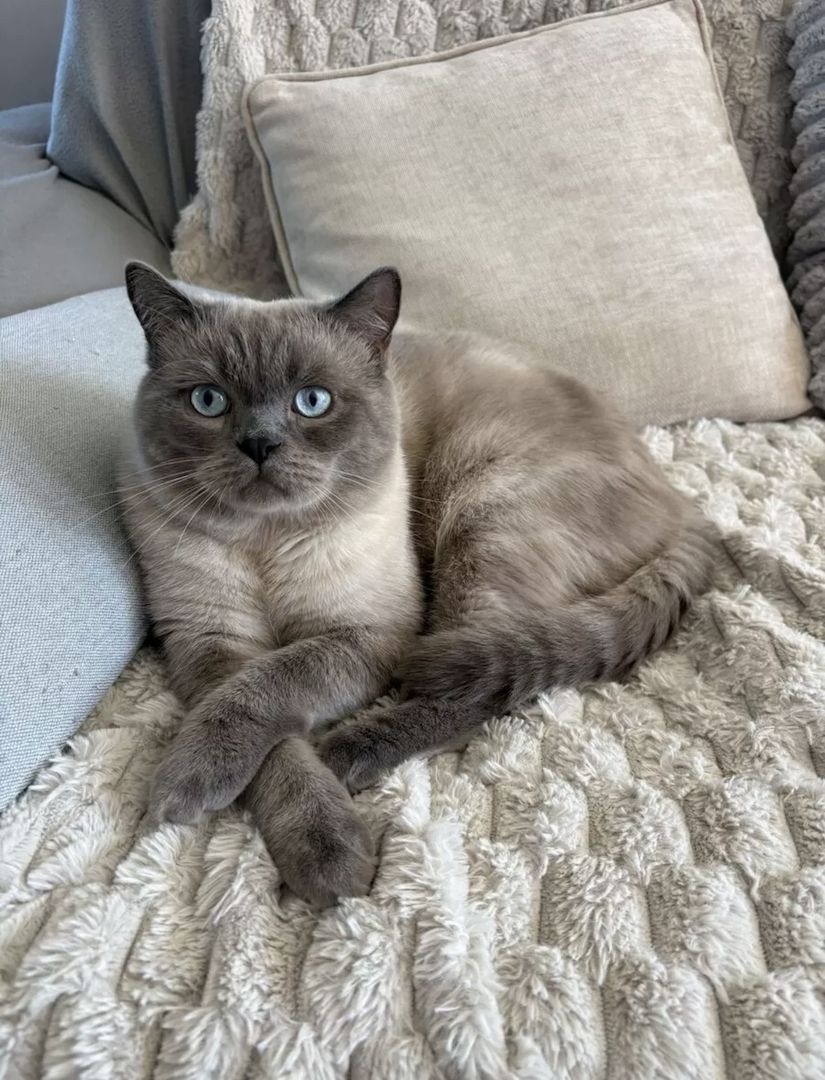 4 BKH Kitten (Weibchen)