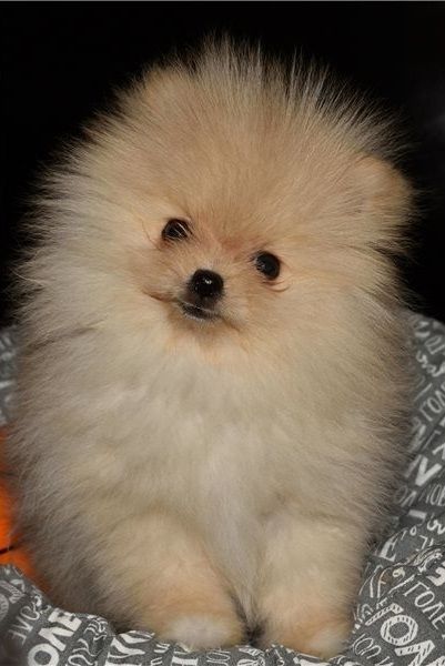 Pomeranian Zwergspitz Boo Welpen