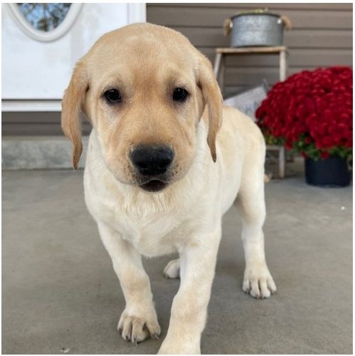 Süße Labrador Welpen mit Papieren