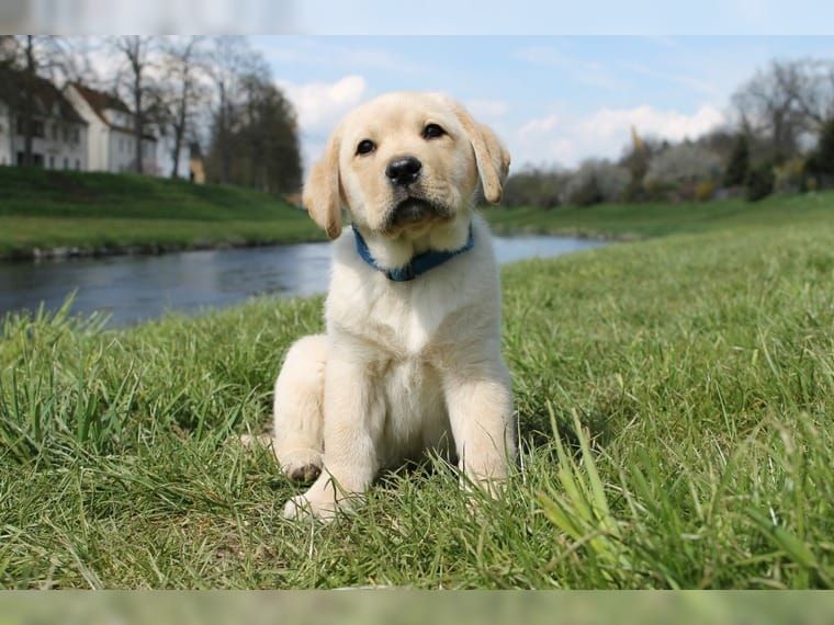 Süße Labrador Welpen mit Papieren