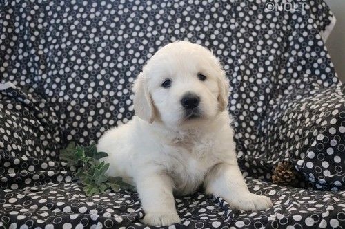 Golden Retriever Welpen suchen Ihre Familie  Welpen mit Ahnentafel