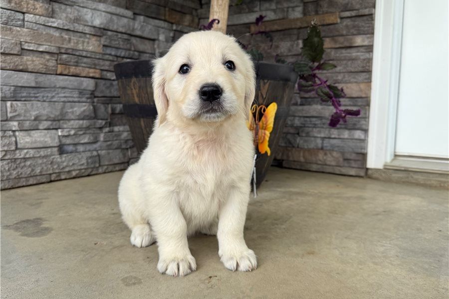Golden Retriever Welpen suchen Ihre Familie  Welpen mit Ahnentafel