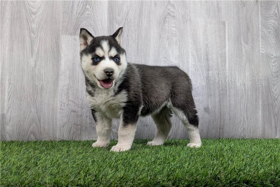 Reinrassige Siberian Husky Welpen mit Blauen und Braunen Augen ein neues und nettes Zuhause.
