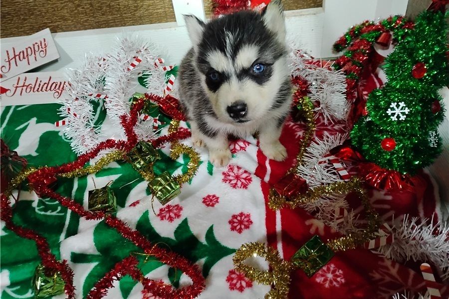 Reinrassige Siberian Husky Welpen mit Blauen und Braunen Augen ein neues und nettes Zuhause.