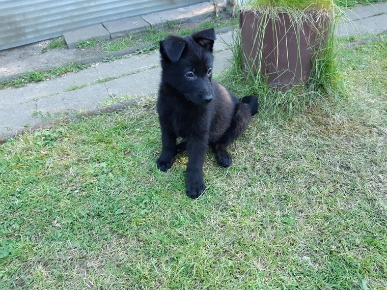 Deutsche Schäferhund Welpen
