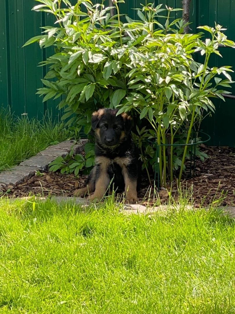 Deutsche Schäferhund Welpen.