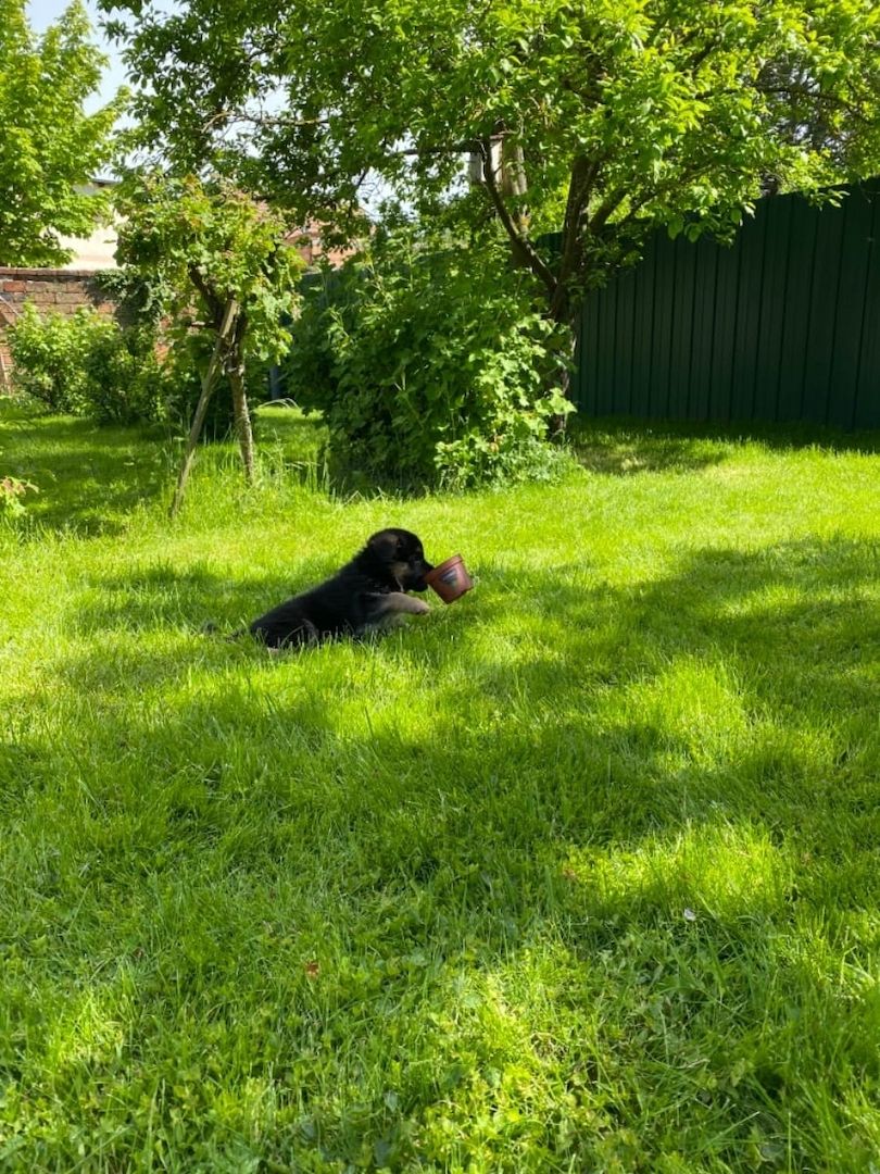 Deutsche Schäferhund Welpen.