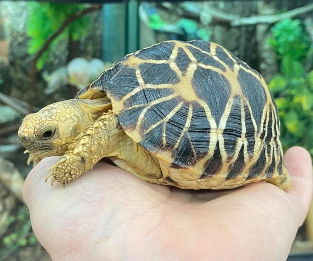Geochelone platynota 0.1*&nbsp;