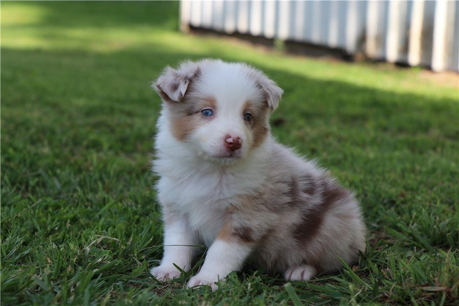 Reinrassige Australian Shepherd Welpen