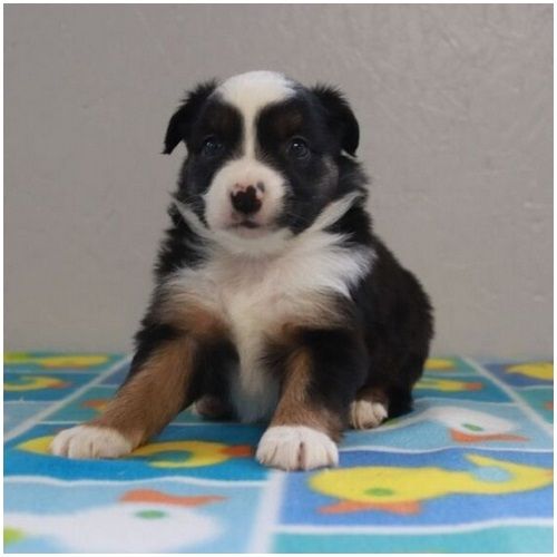 Reinrassige Australian Shepherd Welpen