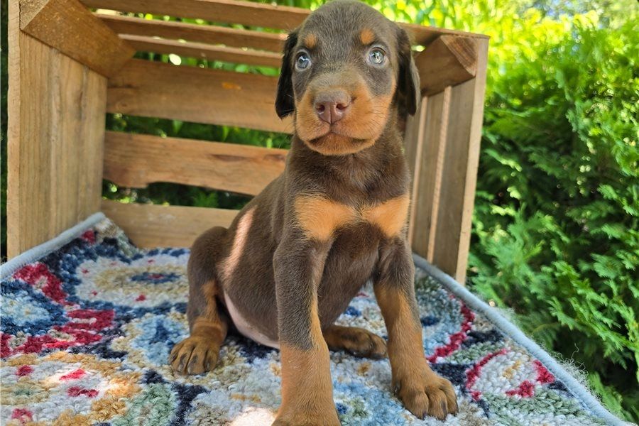 Reinrassige dobermann welpen