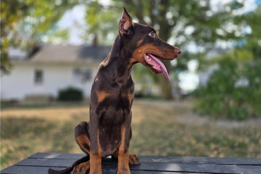 Reinrassige dobermann welpen