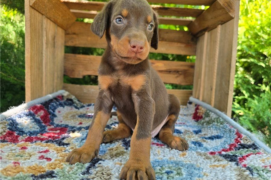 Reinrassige dobermann welpen