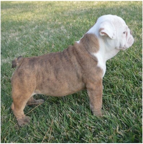 Reinrassige Englische Bulldoggen welpen