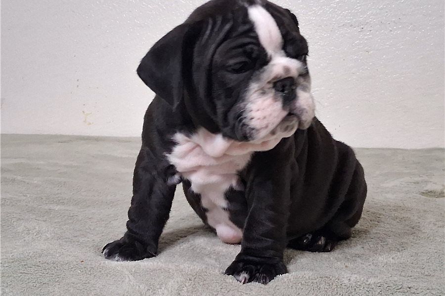 Reinrassige Englische Bulldoggen welpen