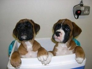 Gesunde Boxer-Welpen