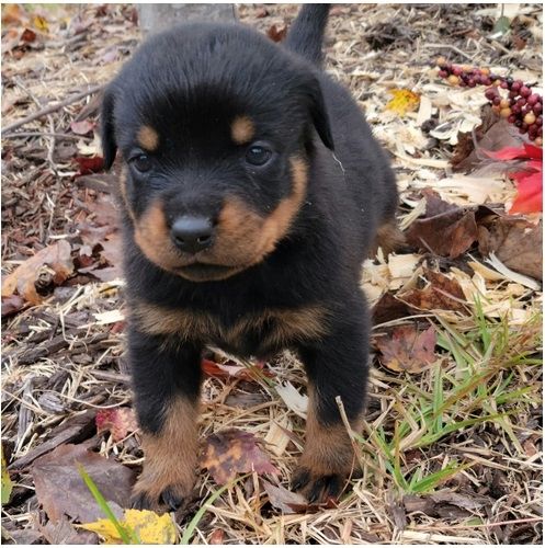 Reinrassige Rottweiler-welpen