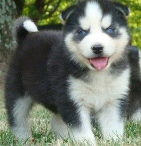 Siberian-Husky-Welpen