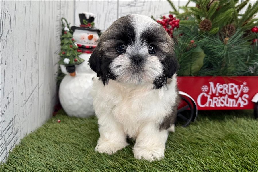 Reinrassige shih tzu welpen