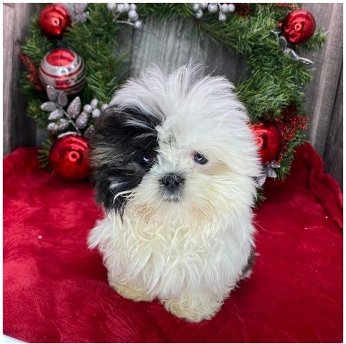 Reinrassige shih tzu welpen