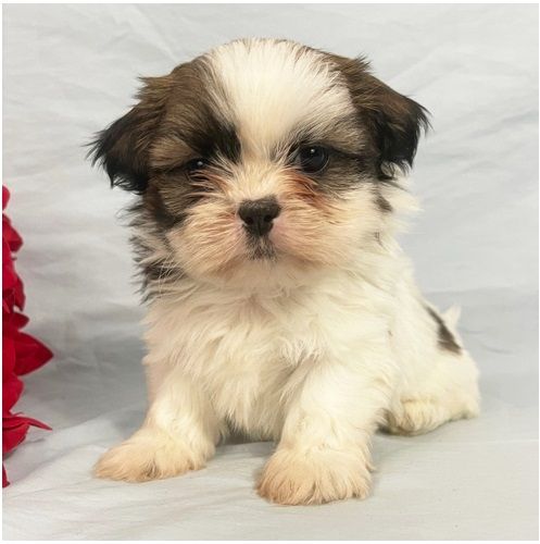 Reinrassige shih tzu welpen