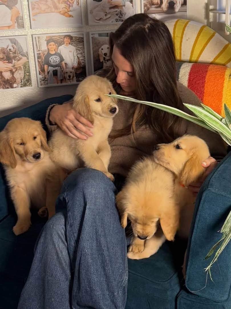 Golden-Retriever-Welpen