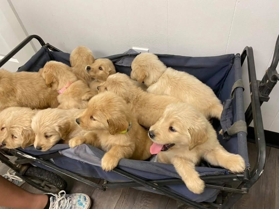 Golden-Retriever-Welpen