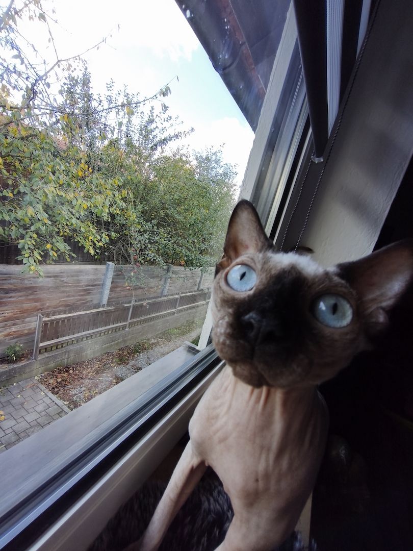 Reinrassiger Sphynx Kater mit blauen Augen