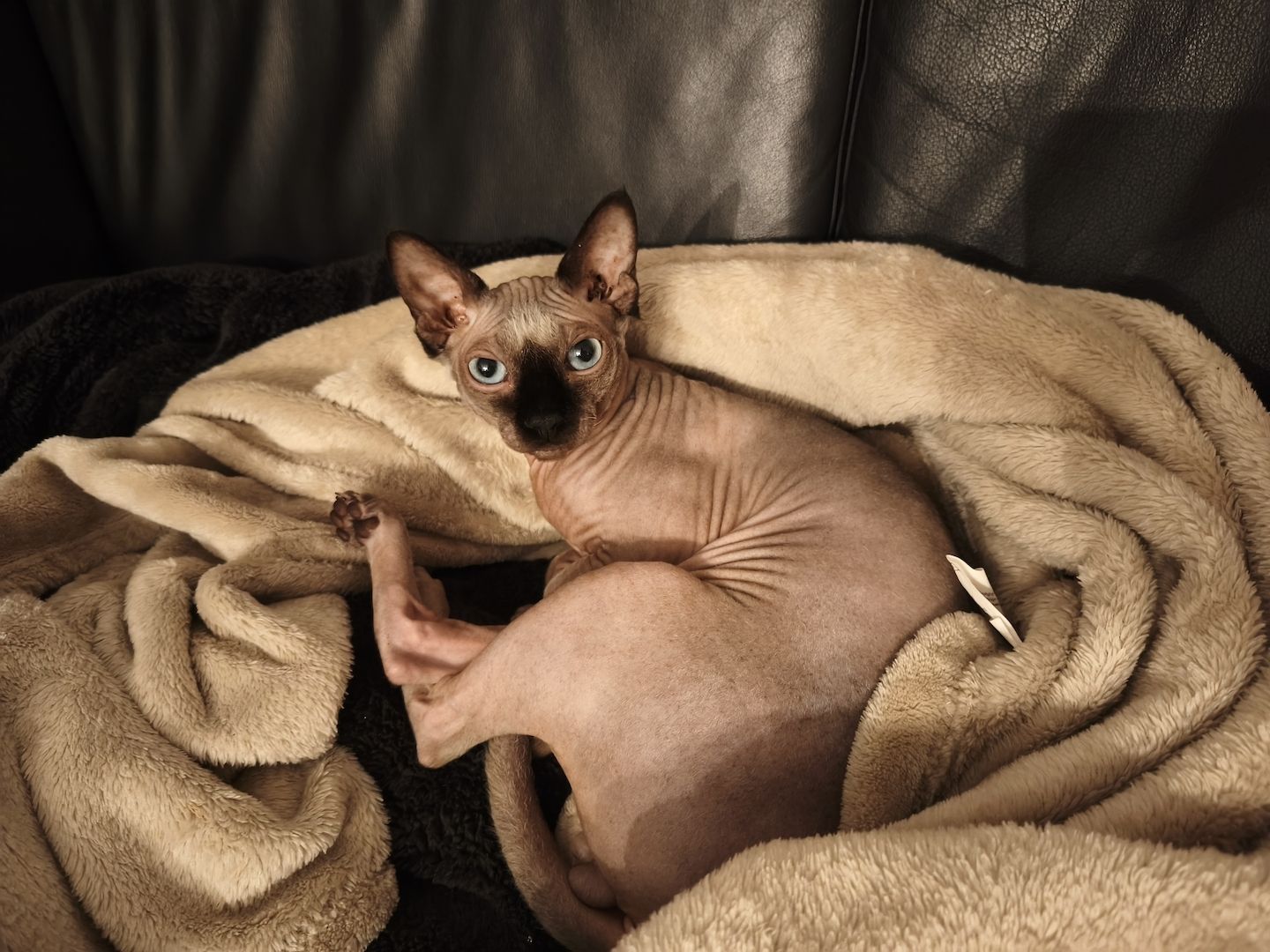 Reinrassiger Sphynx Kater mit blauen Augen
