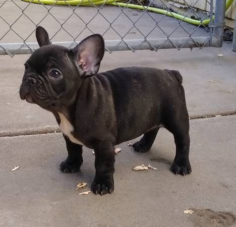 Französische Bulldoggenwelpen, ab heute verfügbar!