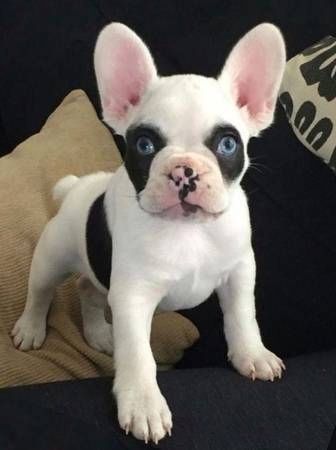 Französische Bulldoggenwelpen, ab heute verfügbar!