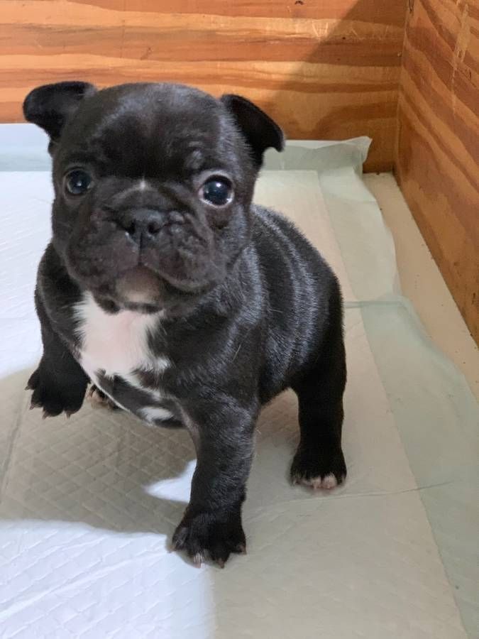 Französische Bulldoggen welpen, ab heute verfügbar