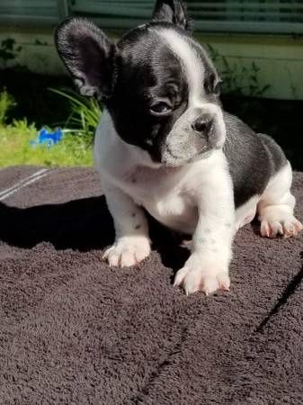 Französische Bulldoggen welpen, ab heute verfügbar