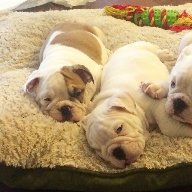 🐾 Englische Bulldoggen-Welpen 🐾