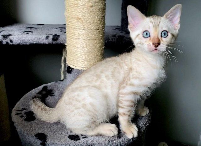 Reinrassige Bengal Katzen