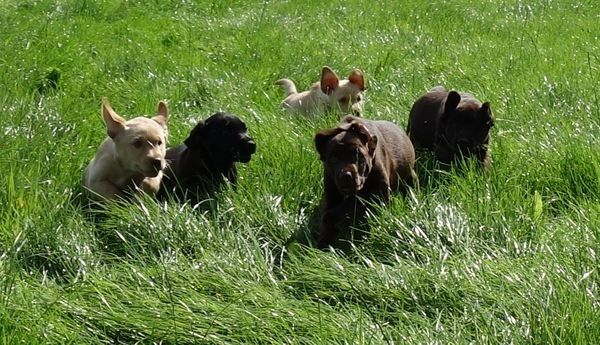 Exclusive Labrador Welpen mit Papieren
