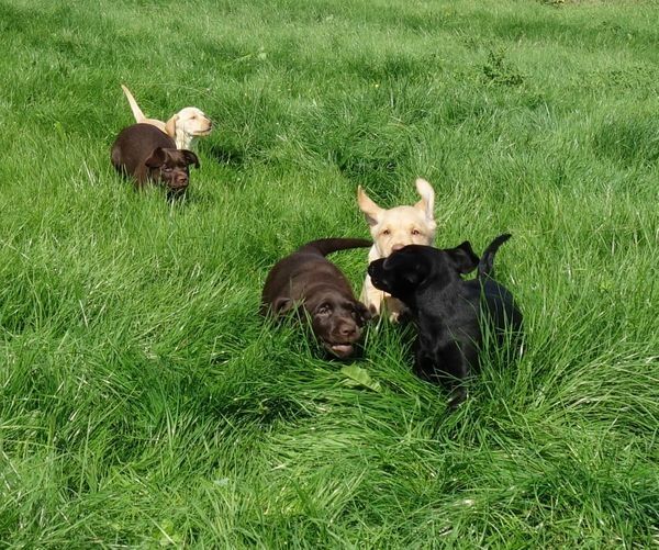Exclusive Labrador Welpen mit Papieren